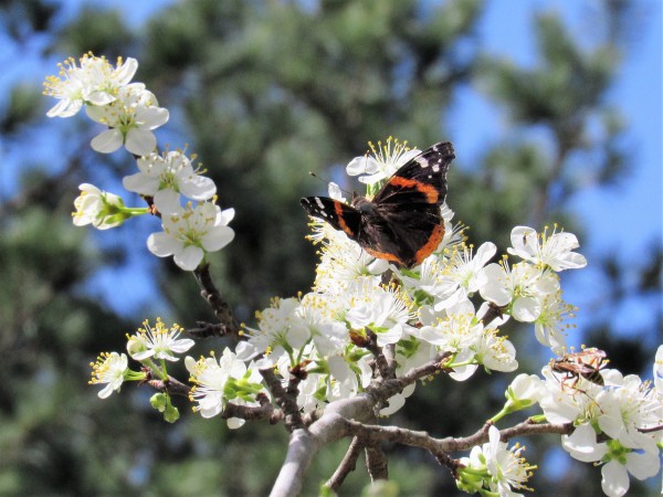 Butterly and Wasp on the Plum Tree